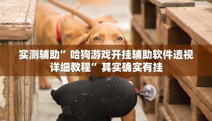 实测辅助”哈狗游戏开挂辅助软件透视详细教程”其实确实有挂
